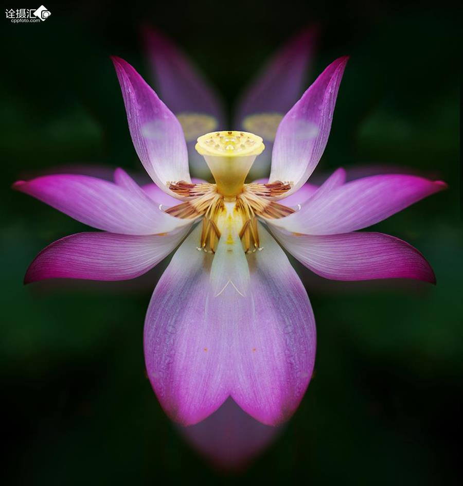 京胡伴奏版李胜素梨花颂