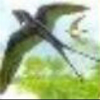 CC燕子