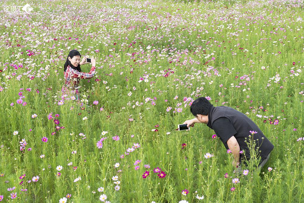 花海恋人