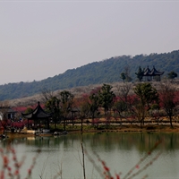 掉队的小鸟