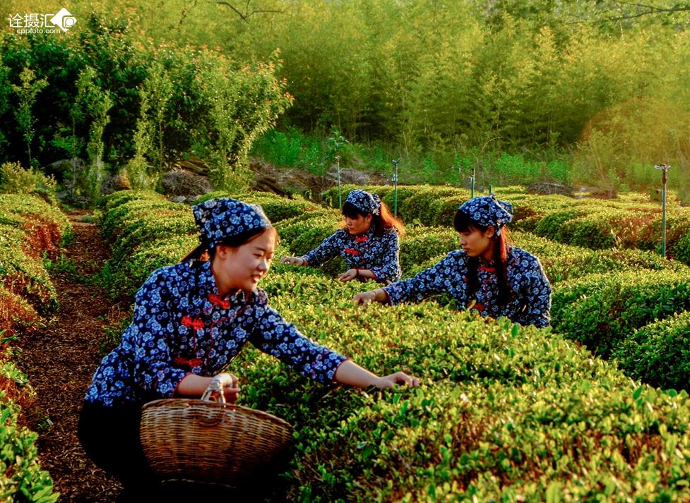 春茶