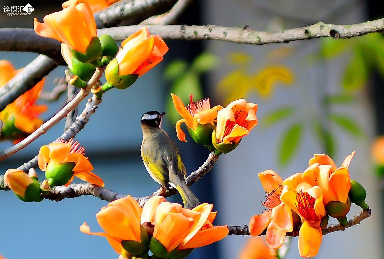 花与鸟
