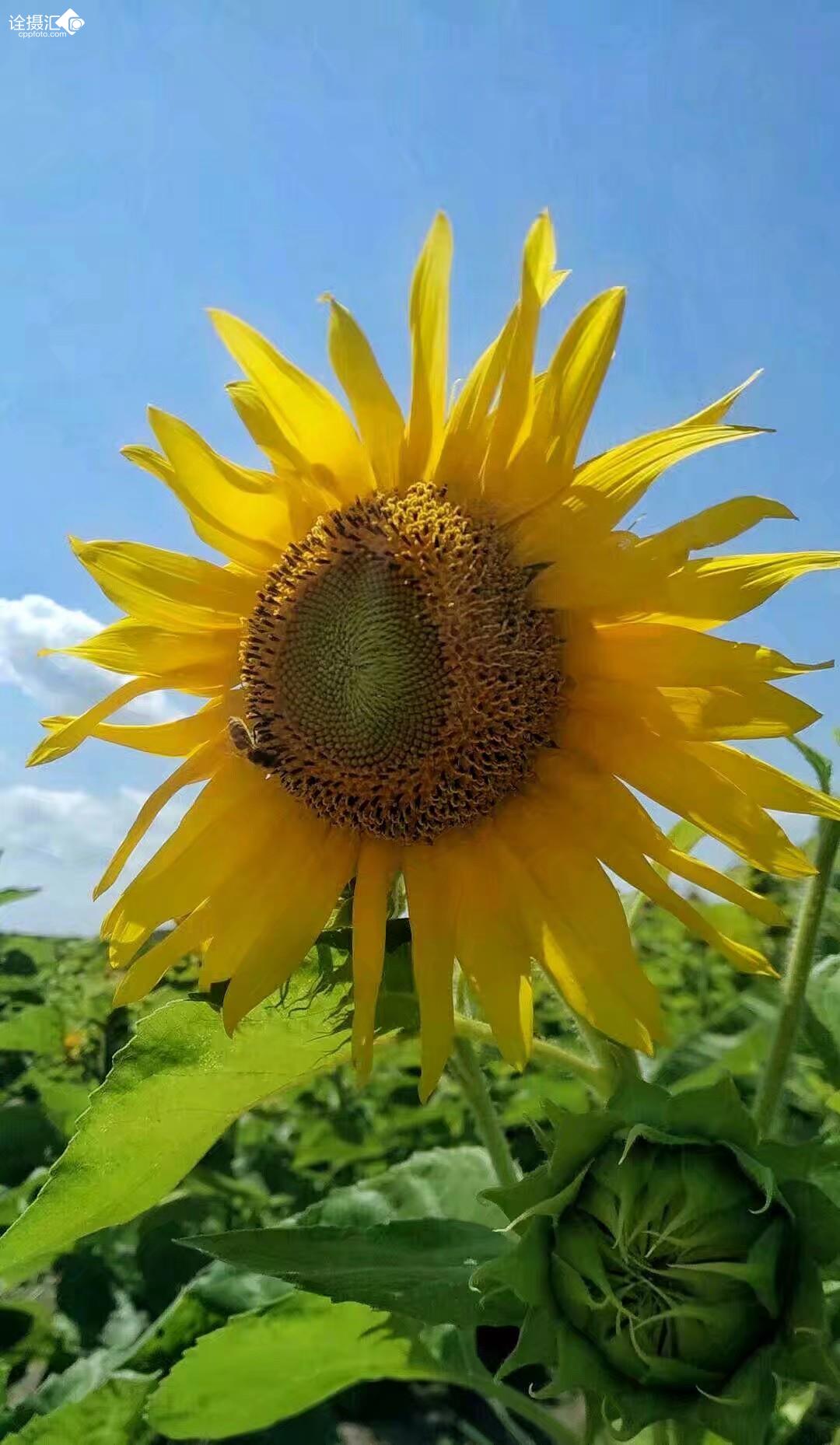 心向阳光