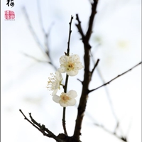 雪舞残阳