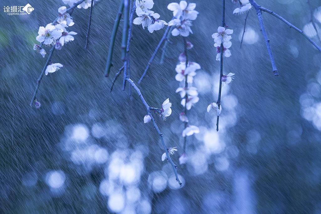 春风化雨梅自开