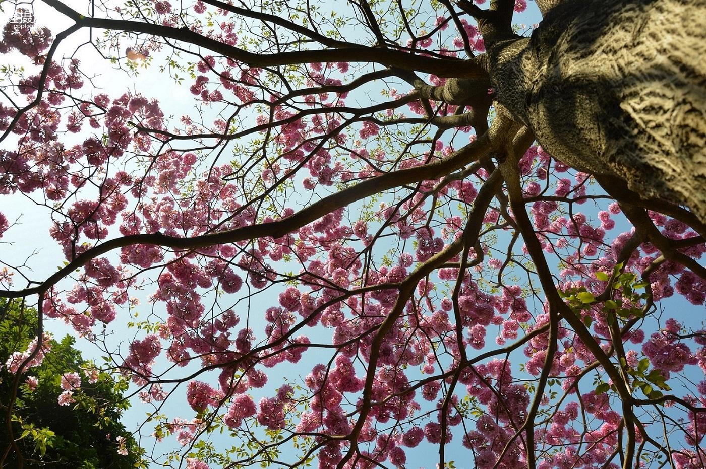 粉花风铃木