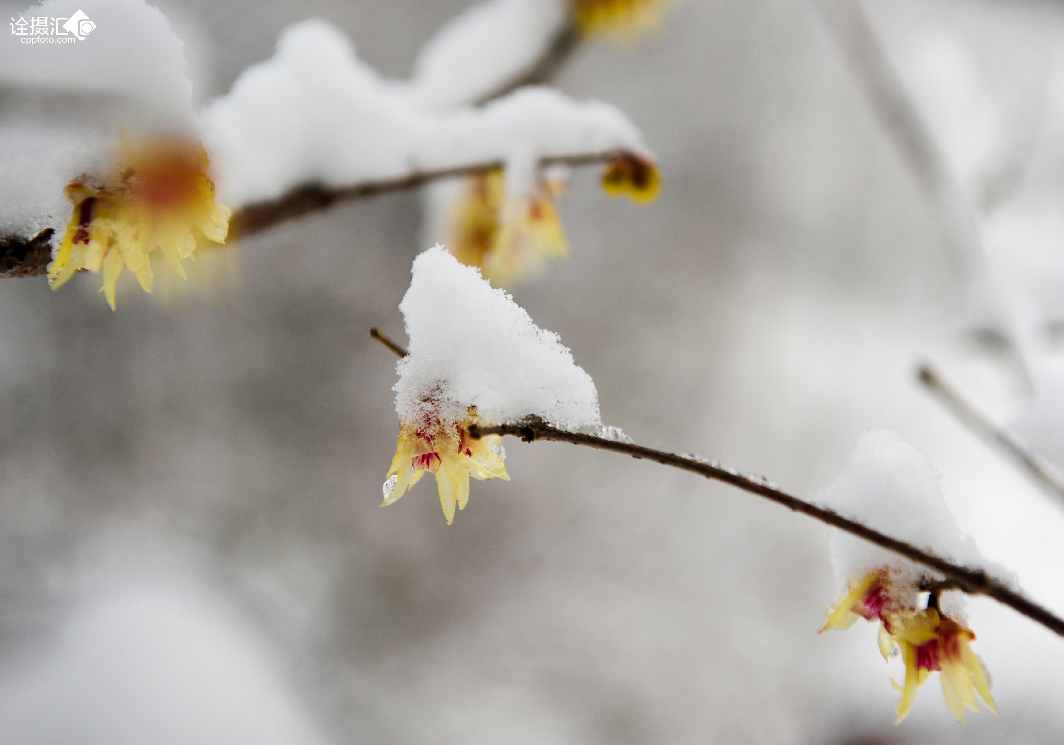 腊梅傲雪