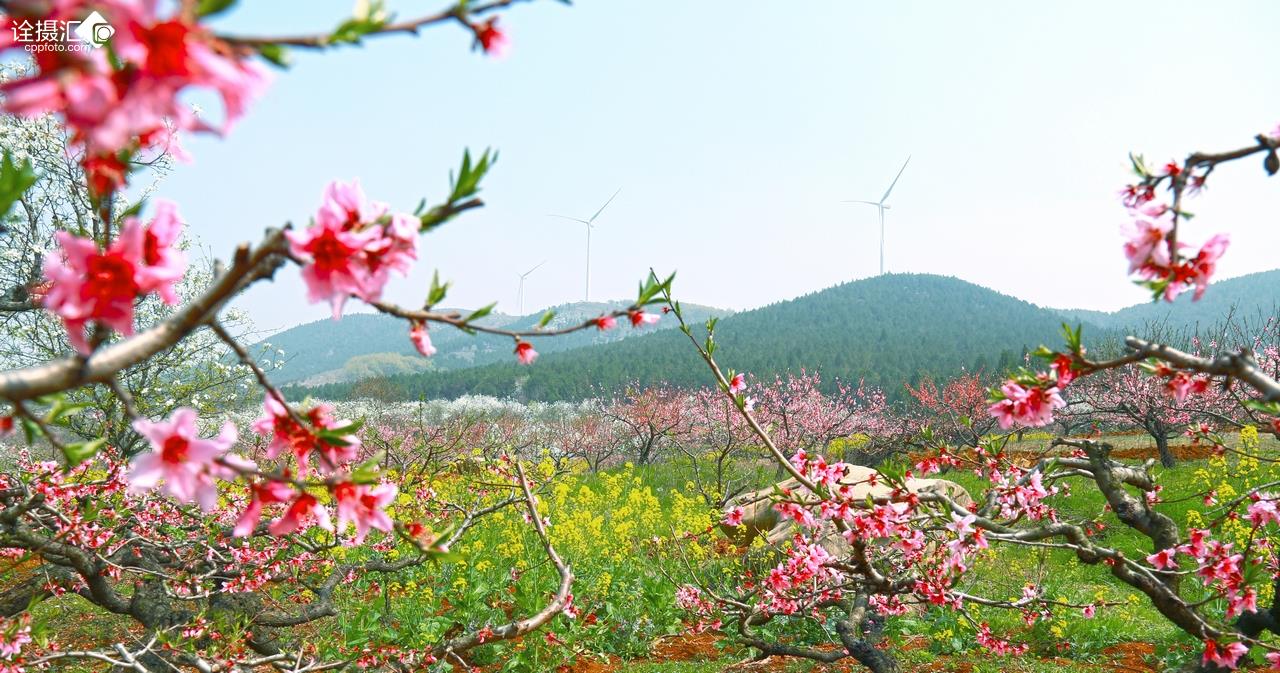 春色满园