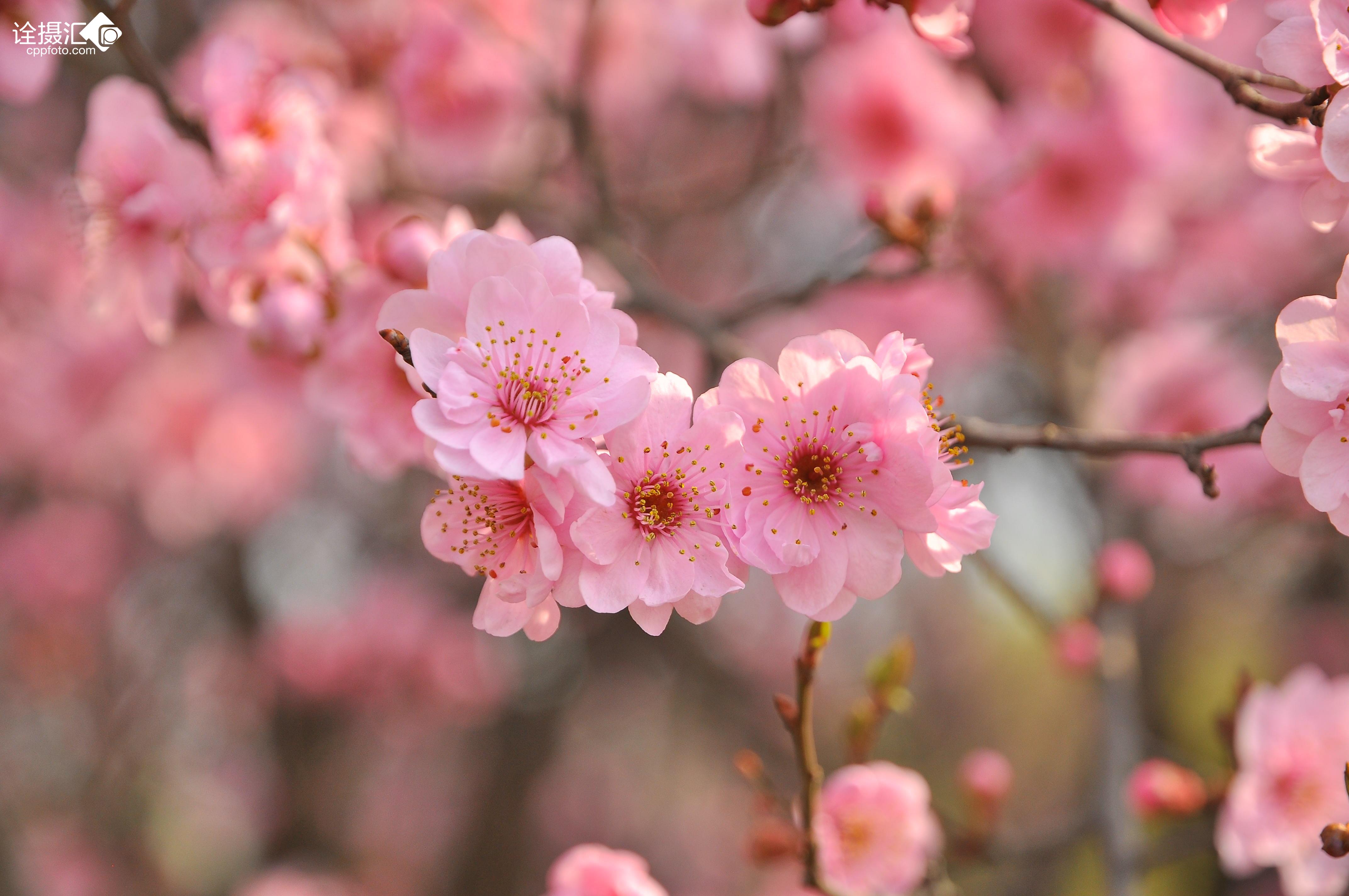 梅花