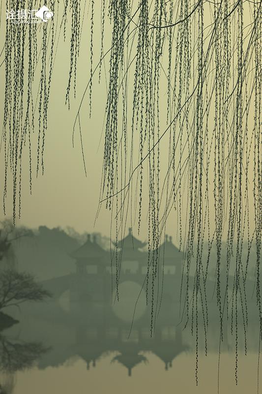 柳丝如梳