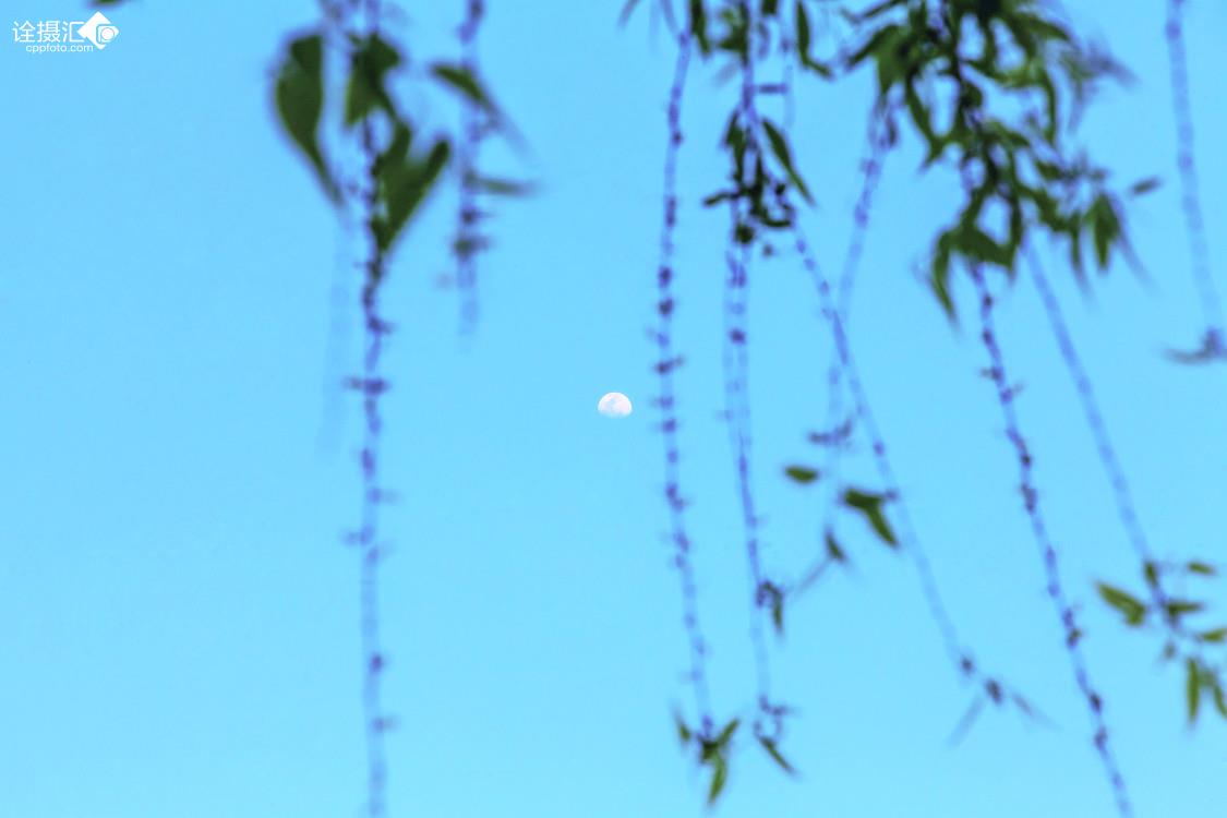 明月挂柳梢
