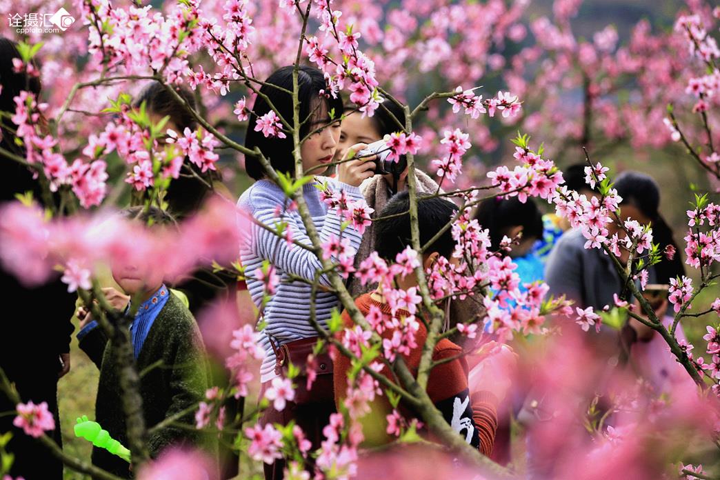  桃花朵朵红>作者:杨常德