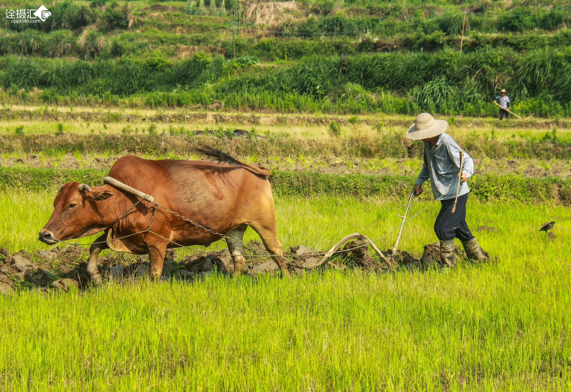超过 2 张关于“在农场的驴子”和“农场”的免费图片 - Pixabay