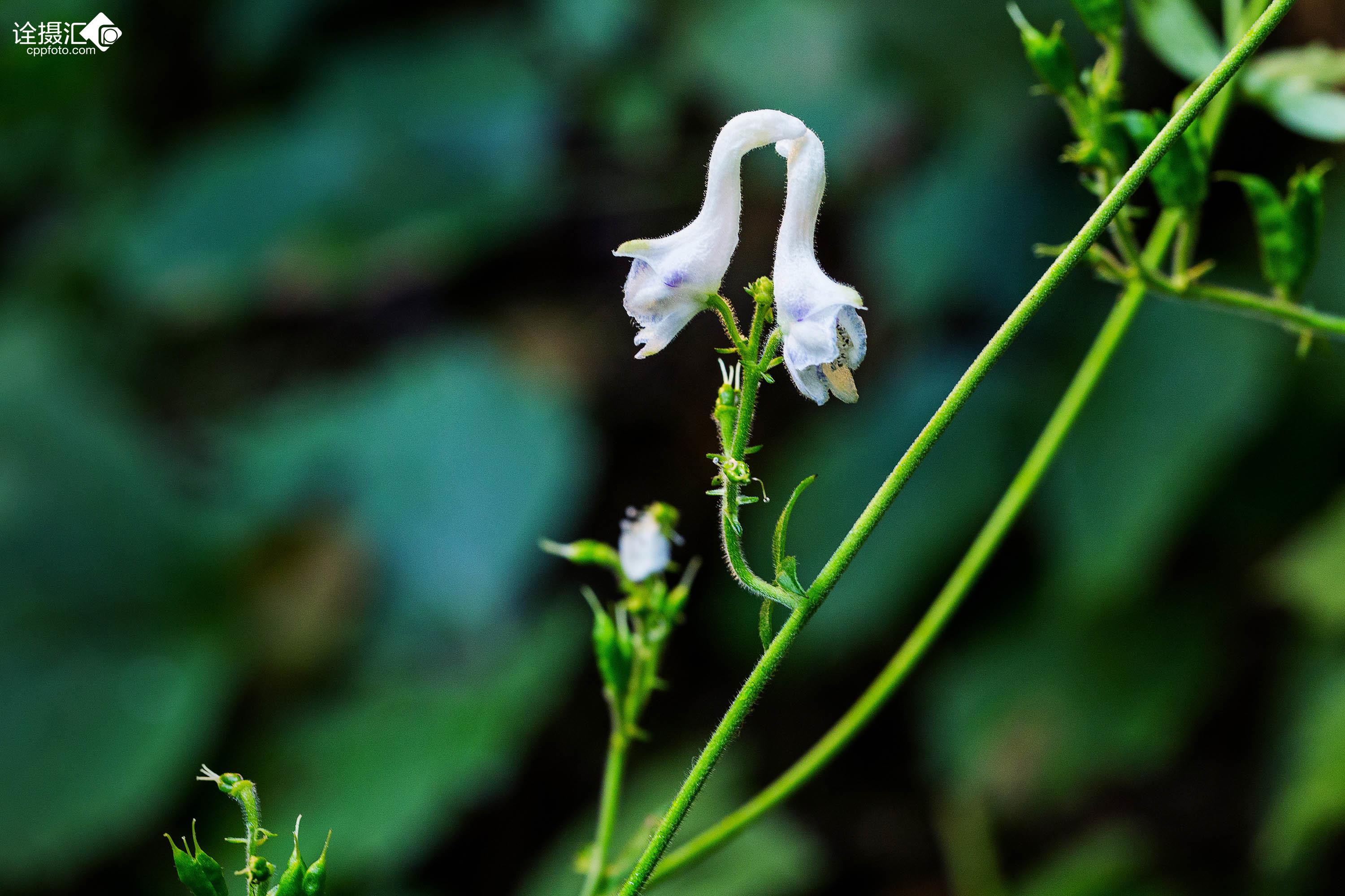 《天鹅花》