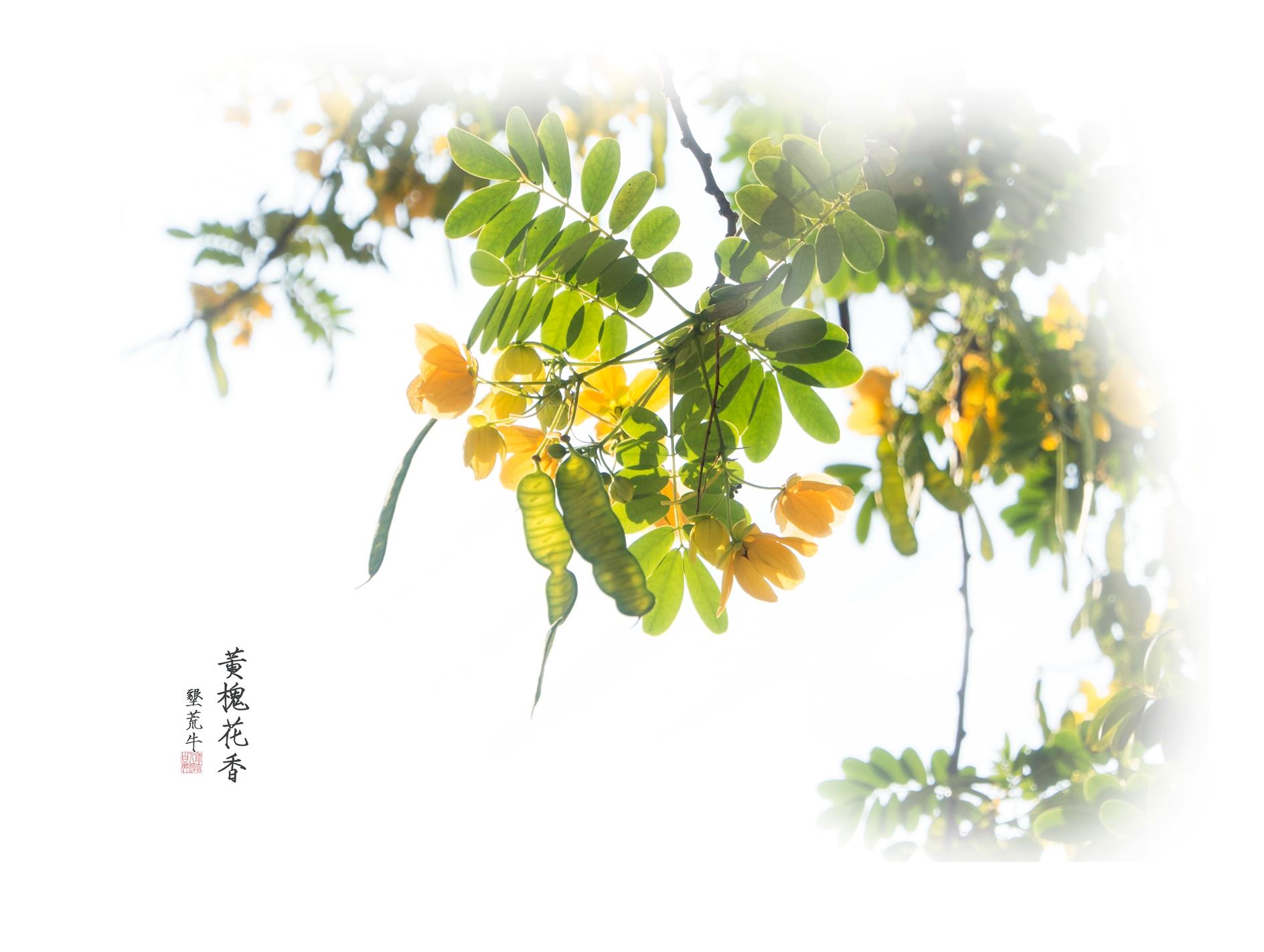 《黄槐花香》