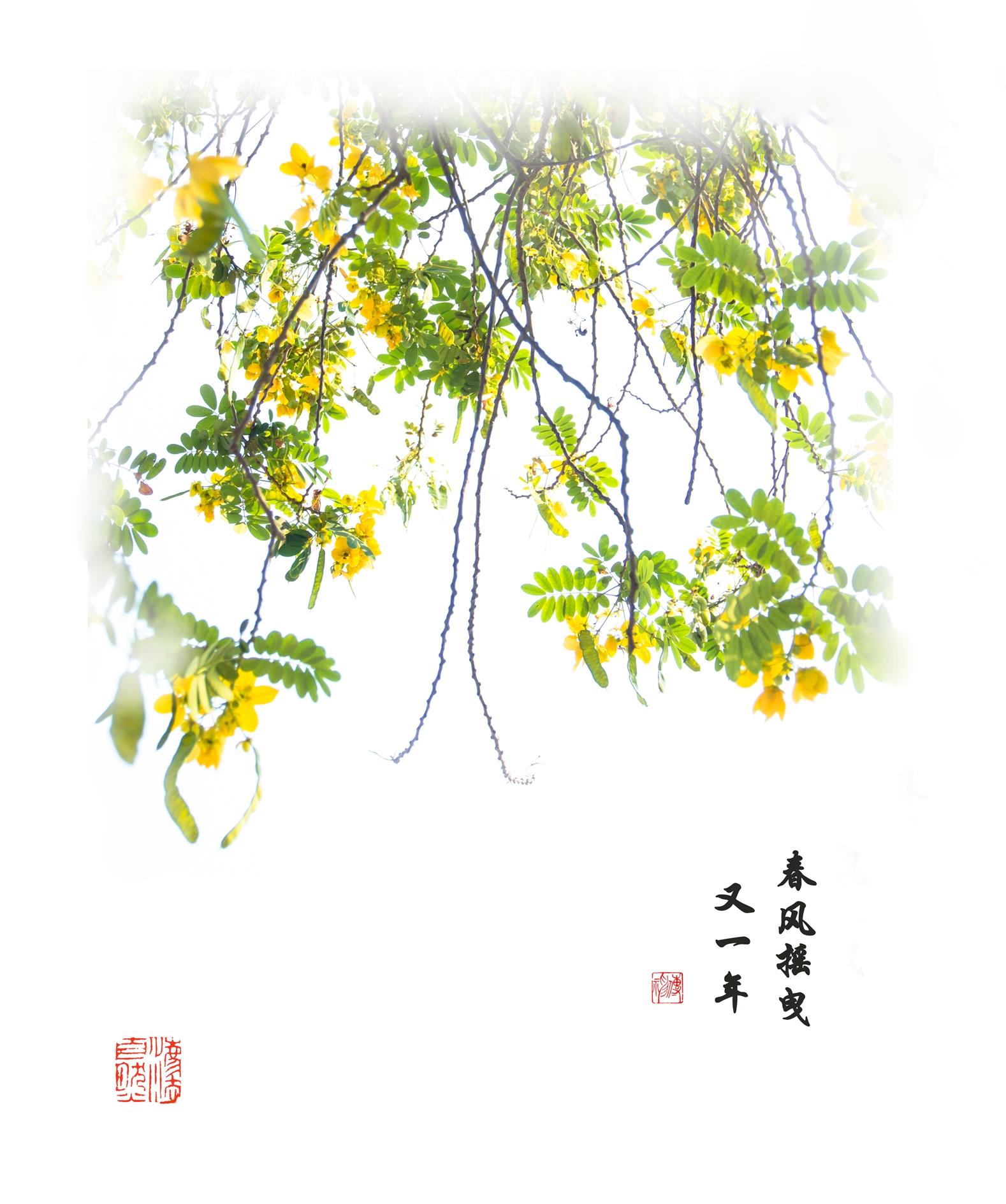《黄槐花香》