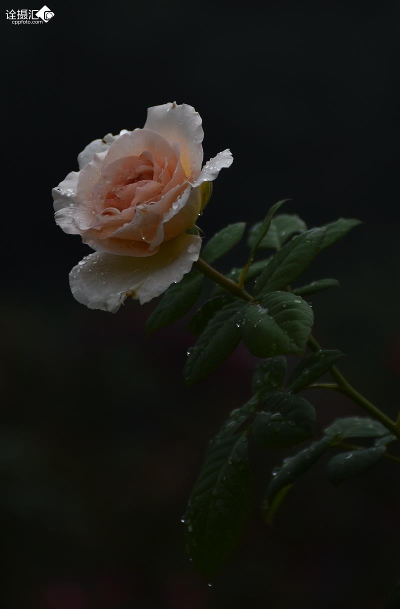 双色玫瑰花.
