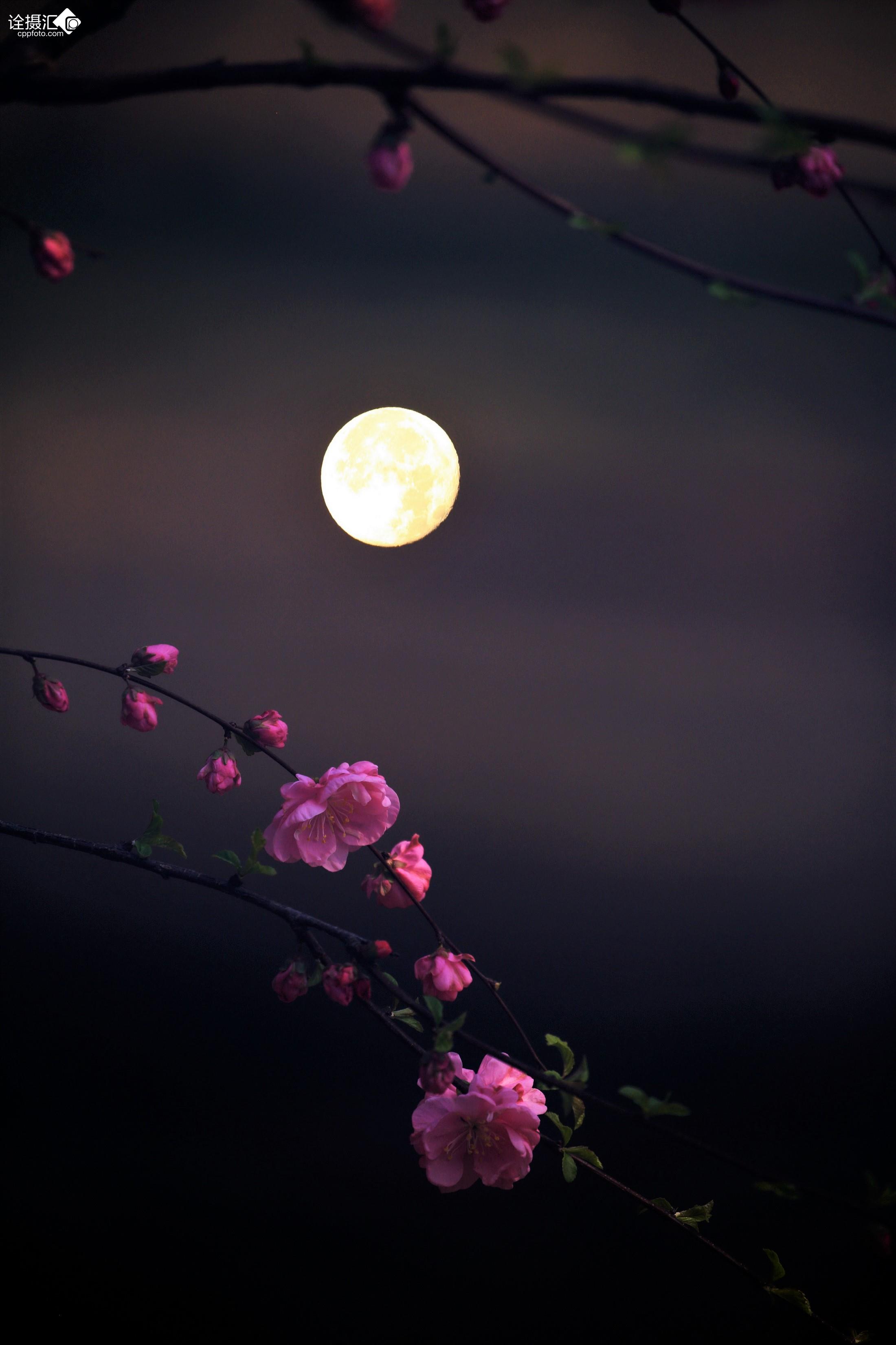 花好月圆