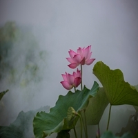 风景这边独好01